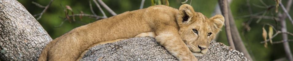 Lion Cub
